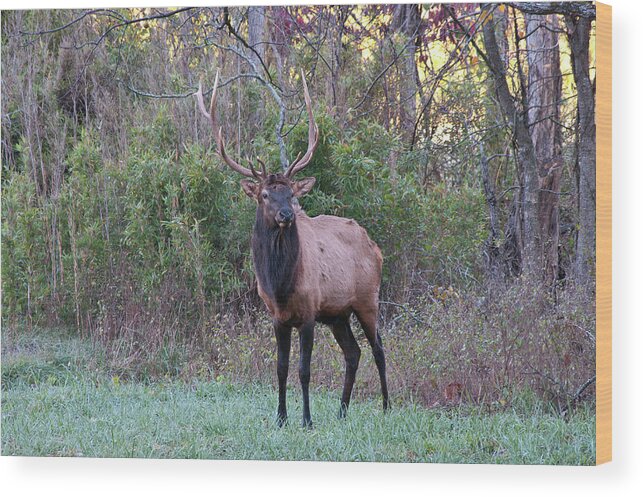 Elk Wood Print featuring the photograph Elk - 7597 by Jerry Owens