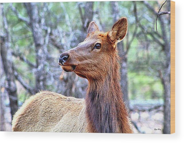 Elk Wood Print featuring the mixed media Elk In Kaibab National Forest 002 by Gayle Berry