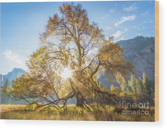 Tree Wood Print featuring the photograph Elm Tree by Vincent Bonafede