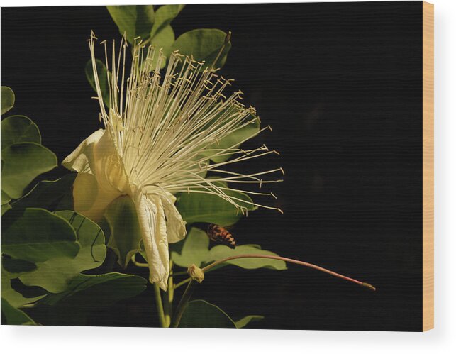 Capparis Sandwichiana Wood Print featuring the photograph Endangered Hawaiian Maiapilo by Heidi Fickinger