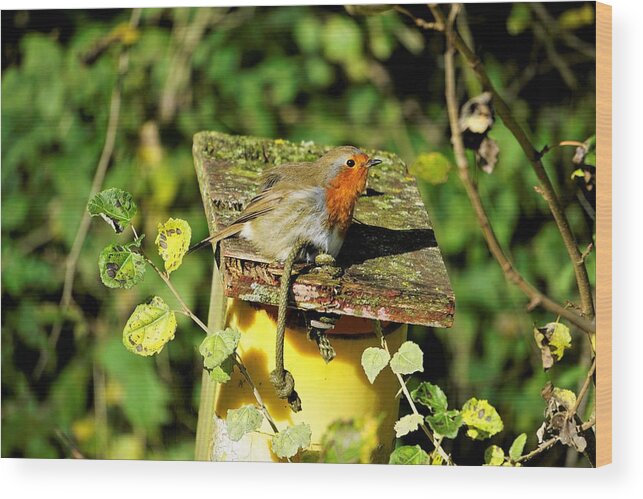 Robin Wood Print featuring the photograph English Robin On A Birdhouse by Tranquil Light Photography