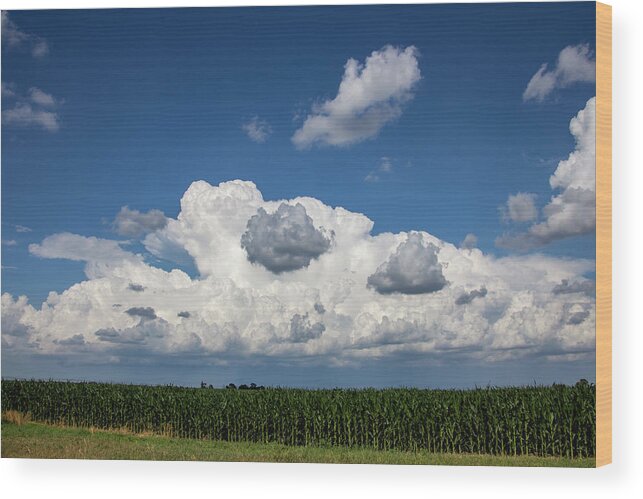 Nebraskasc Wood Print featuring the photograph Enjoying some Cotton Candy on the 4th 004 by NebraskaSC