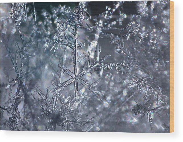 Beautiful Wood Print featuring the photograph Entangled snowflakes are shimmering in the blue light of winter by Ulrich Kunst And Bettina Scheidulin