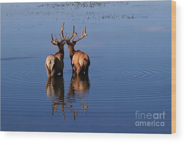 Antler Wood Print featuring the photograph Entwined Antlers by Yvonne M Smith