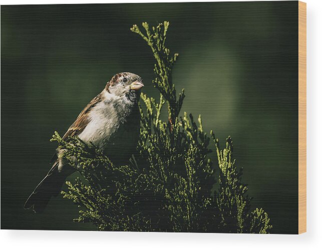 Sparrow Wood Print featuring the photograph Envisioning Exodus by Rich Kovach