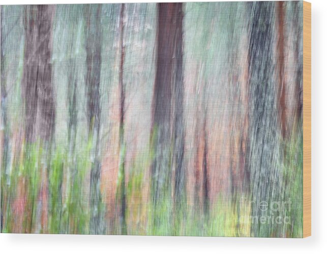 Forest Wood Print featuring the photograph Ephemeral forest in fall by Hernan Bua