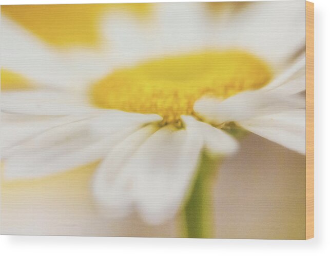 Flower Wood Print featuring the photograph Essence of a Daisy by Laura Roberts