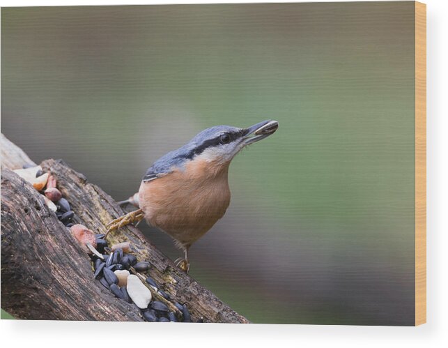 Songbird Wood Print featuring the photograph Eurasian nuthatch by Lues01
