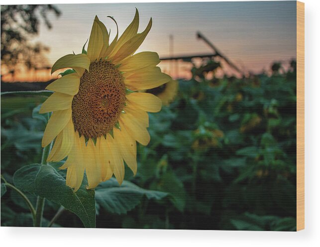 Landscape Wood Print featuring the photograph Evening Flower by Jamie Tyler