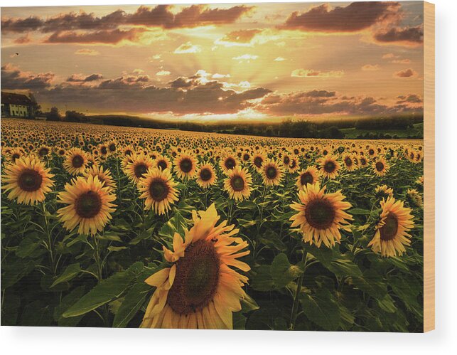 Barns Wood Print featuring the photograph Evening Sunset Sunflowers by Debra and Dave Vanderlaan