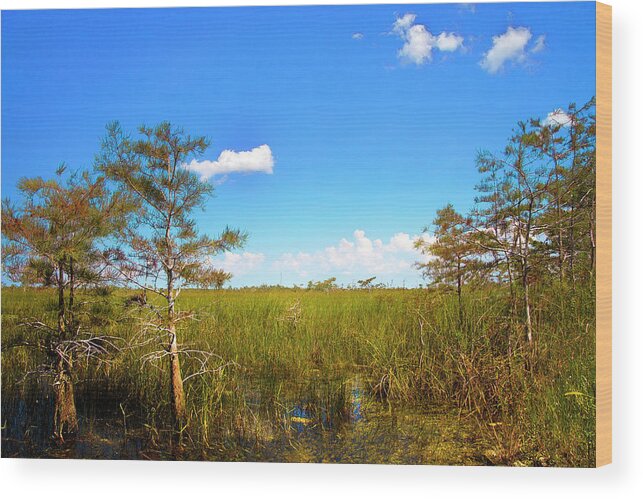 Everglades Wood Print featuring the photograph Everglades 1909 by Rudy Umans
