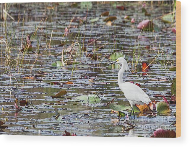 White Heron Wood Print featuring the photograph Everglades Great White Egret by Tom Watkins PVminer pixs