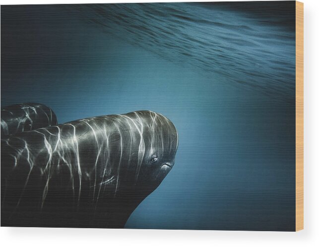 Marinelife Wood Print featuring the photograph Eye to Eye by Sina Ritter
