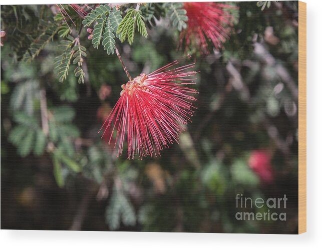 Arboretum Wood Print featuring the photograph Fairy Duster on Bush by Kathy McClure