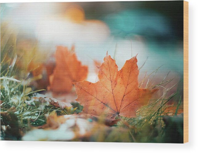 Leaf Wood Print featuring the photograph Fall Bokeh by Scott Norris