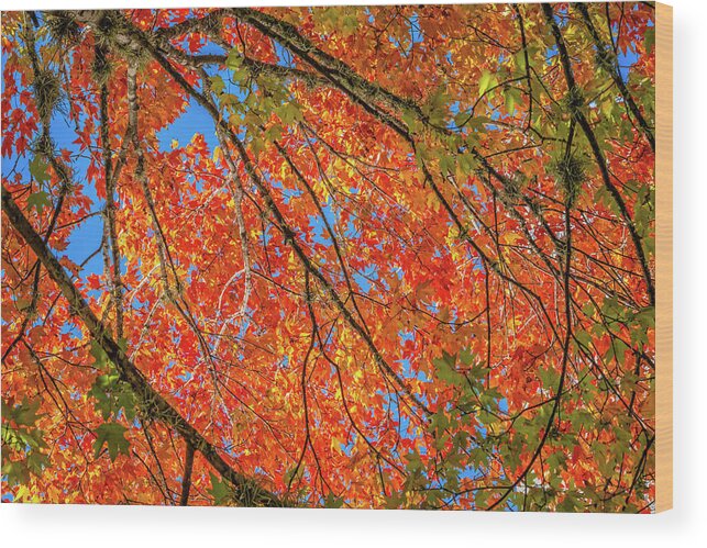 Fall Wood Print featuring the photograph Fall Canopy by Lynn Bauer