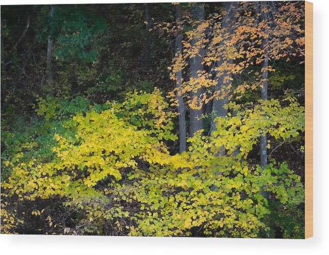 Trees Wood Print featuring the photograph Fall Chartreuse by Linda Bonaccorsi