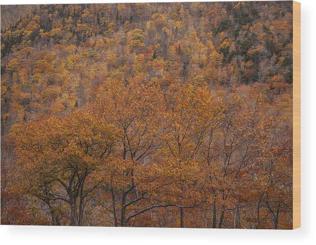 Autumn Wood Print featuring the photograph Fall Colors Along North Mountain by Irwin Barrett