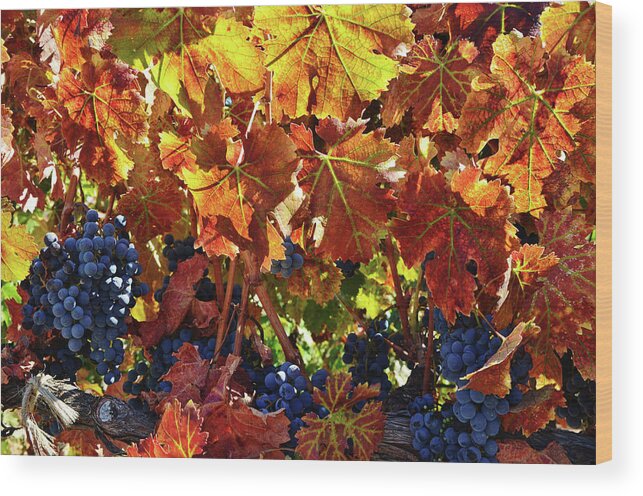 Grapes On The Vine Wood Print featuring the photograph Fall Leaves in the Vineyards by Marilyn MacCrakin