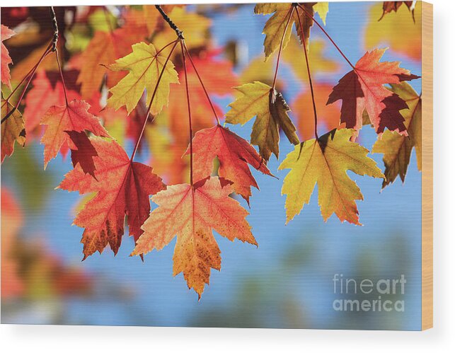 Fall Leaves Wood Print featuring the photograph Fall Leaves by Mimi Ditchie