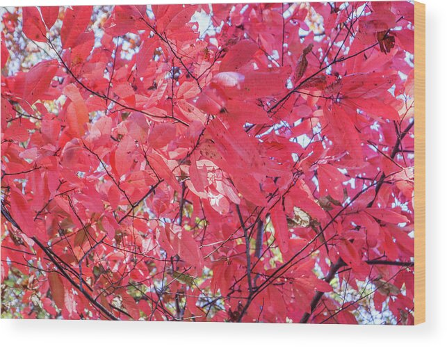 Maple Wood Print featuring the photograph Fall Maple Reds by Ed Williams