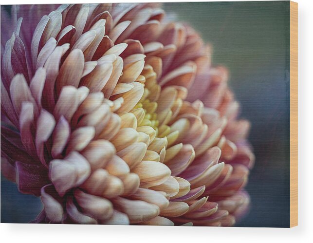 Fall Wood Print featuring the photograph Fall Mums 1 by Cheri Freeman