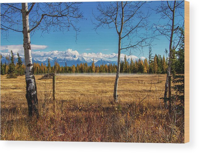 Aspen Wood Print featuring the photograph Fall by Thomas Nay