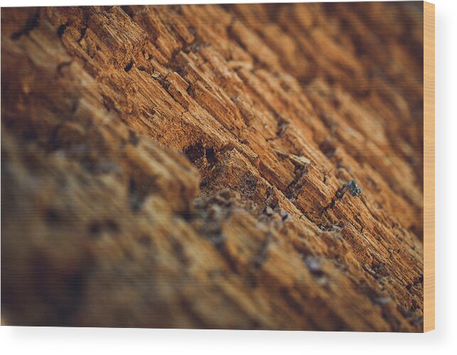 Photography Wood Print featuring the photograph Fallen Bark by Evan Foster
