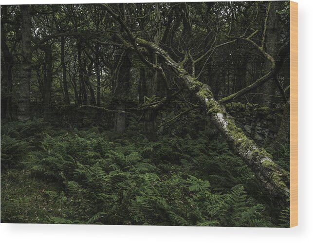 Oak Woodland Wood Print featuring the photograph Fallen tree by GuyBerresfordPhotography