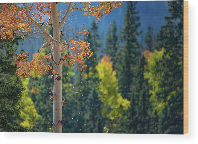 Colorado Wood Print featuring the photograph Falling Leaves by David Downs