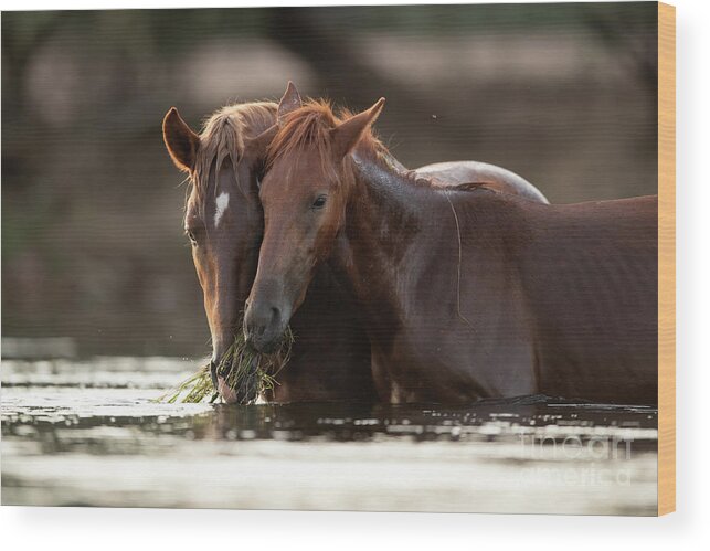 Salt River Wild Horses Wood Print featuring the photograph Family Dinner by Shannon Hastings