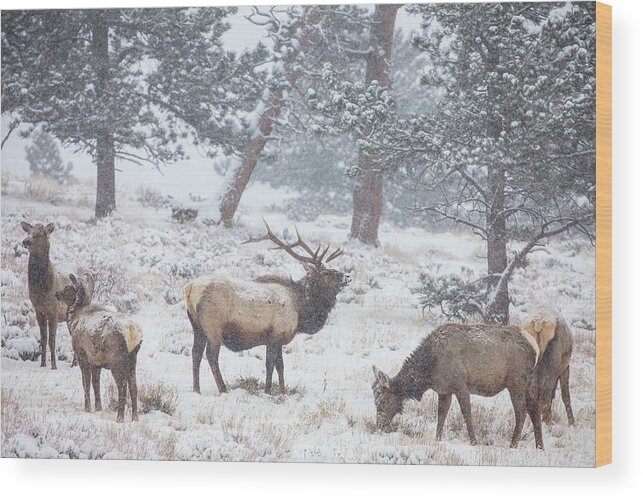 Elk Wood Print featuring the photograph Family Man by Darren White