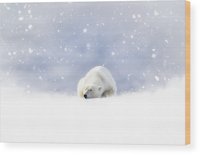 Snow Wood Print featuring the photograph Fantasy scene of a polar bear resting in the snow by Jane Rix