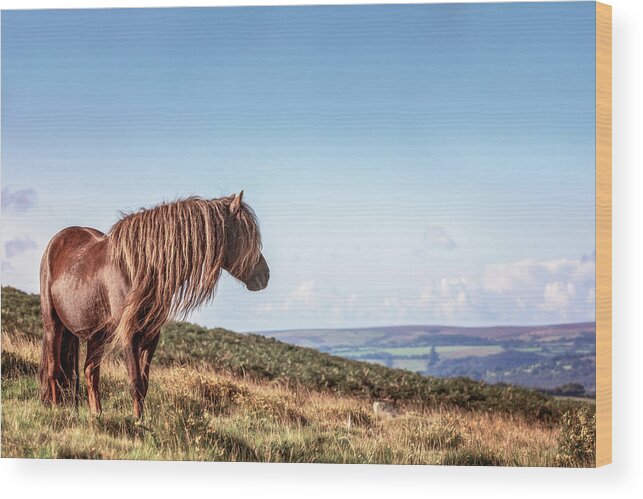 Photographs Wood Print featuring the photograph Favourite Daydream - Horse Art by Lisa Saint