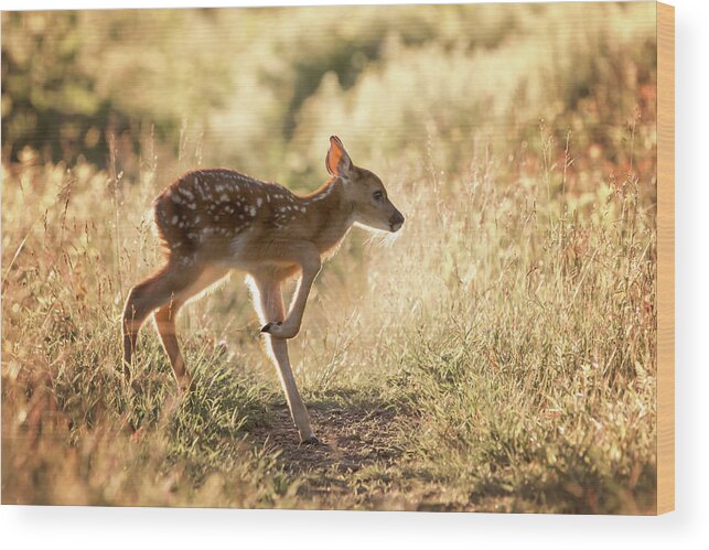 Shenandoah Wood Print featuring the photograph Fawn Crossing by Travis Rogers