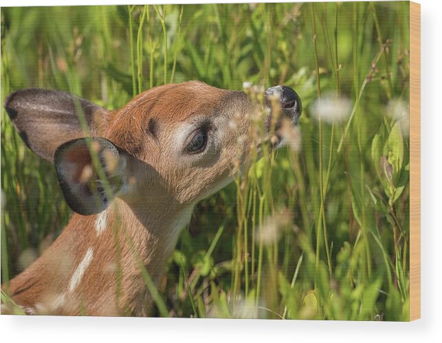 Flowering Wood Print featuring the photograph Fawn Smelling the Wildflowers by Liza Eckardt