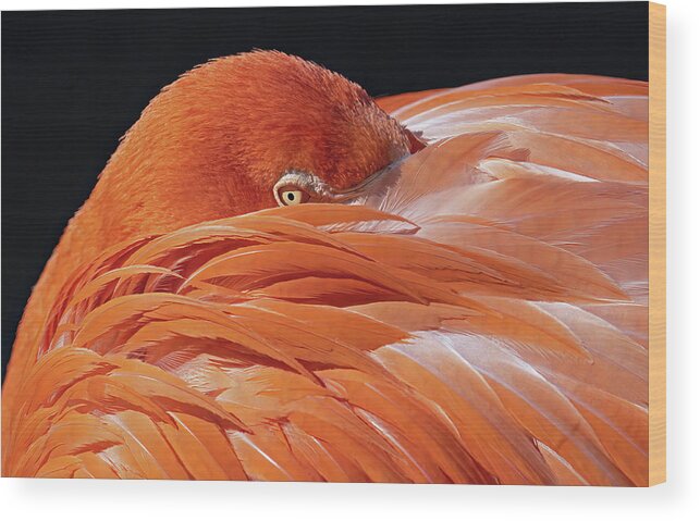 Flamingo Wood Print featuring the photograph Feather Pillow by Gina Fitzhugh