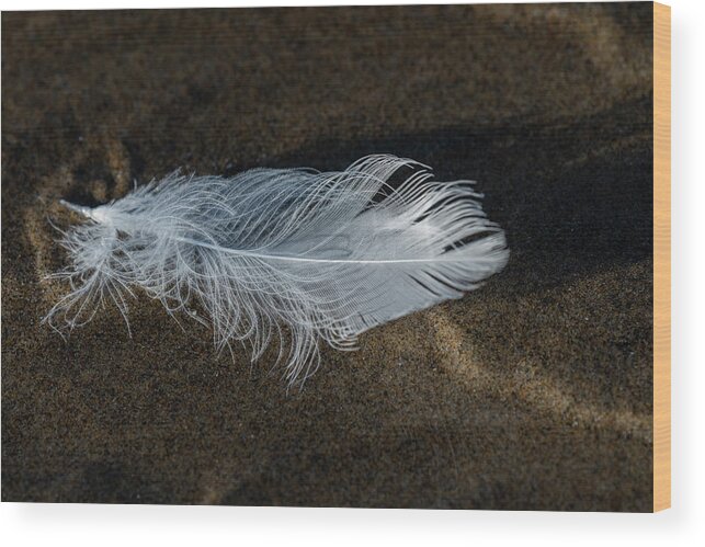 Afternoon Wood Print featuring the photograph Feather White Gull by Robert Potts