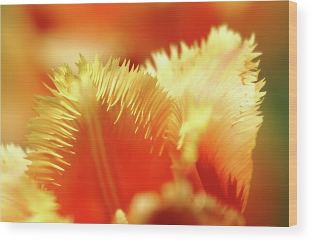 Tulip Wood Print featuring the photograph Feathered Petals by Lens Art Photography By Larry Trager