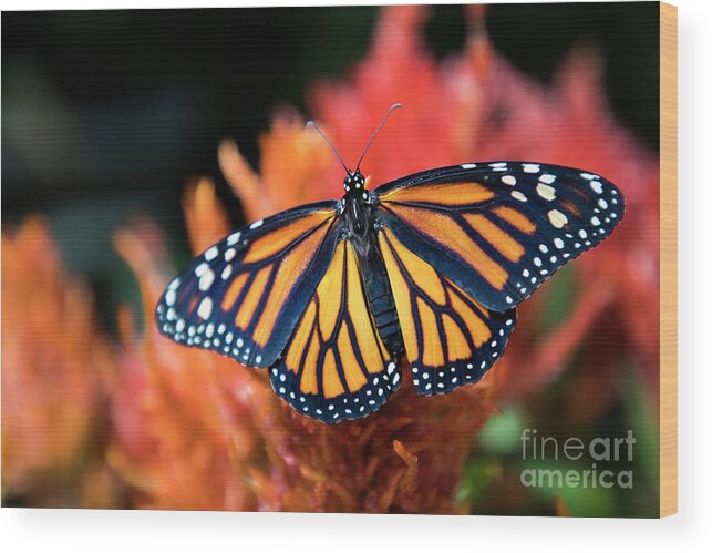 Mariola Wood Print featuring the photograph Female Monarch Butterfly by Kasia Bitner