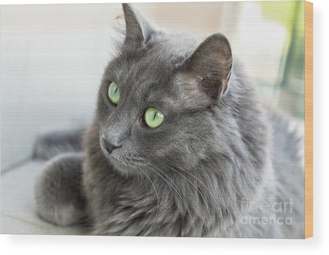 Cat Wood Print featuring the photograph Female Nebelung Cat by Antonio Scarpi