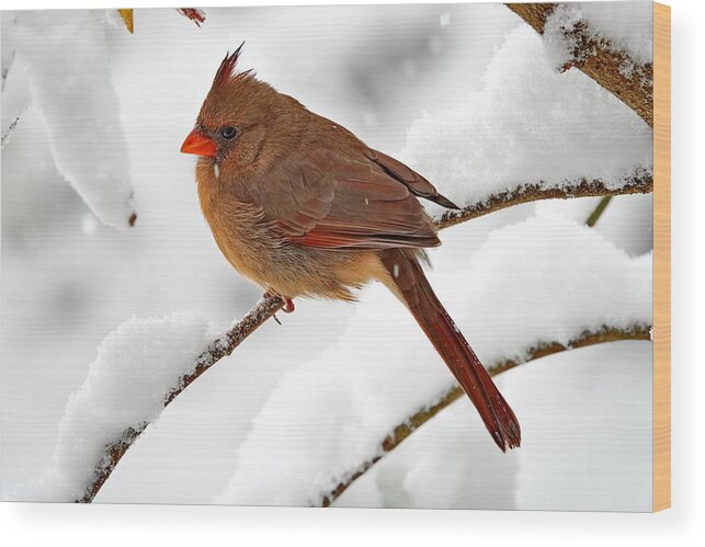 Northern Cardinal Wood Print featuring the photograph Female Northern Cardinal and Fresh Fluffy Snow by Lyuba Filatova