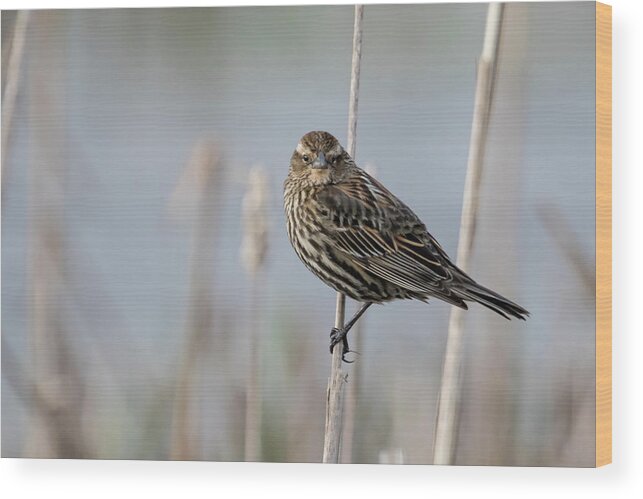 Red Winged Blackbird Wood Print featuring the photograph Female Red Winged Blackbird Perched at William Finley NWR by Belinda Greb