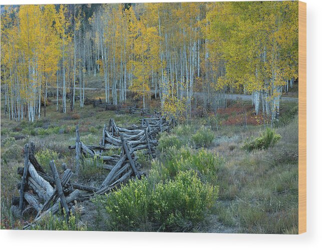 Fall Wood Print featuring the photograph Fence Along Autumn Road by Denise Bush