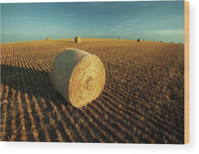 Montana Wood Print featuring the photograph Field Full of Bales by Todd Klassy