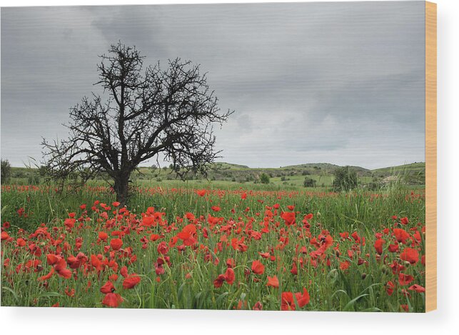 Poppy Anemone Wood Print featuring the photograph Field full of red beautiful poppy anemone flowers and a lonely dry tree. Spring time, spring landscape Cyprus. by Michalakis Ppalis