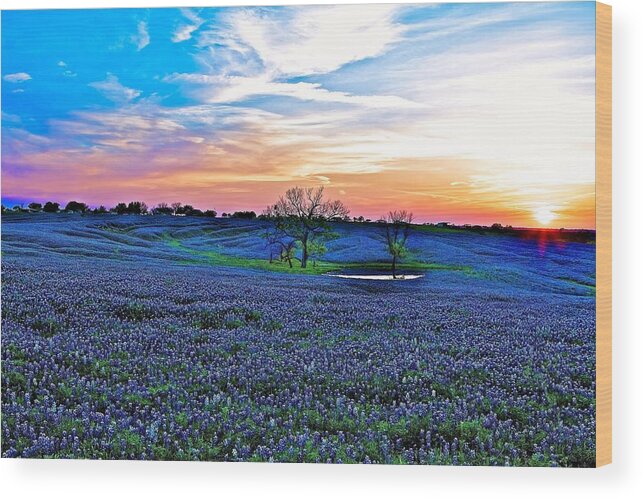 Texas Wood Print featuring the photograph Field Of Blue by John Babis