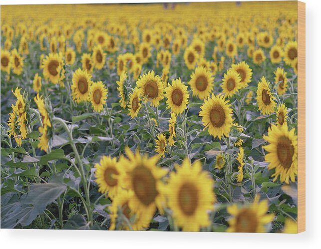 Sunflowers Wood Print featuring the photograph Field of Gold by Arthur Oleary