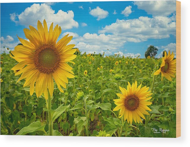 Flowers Wood Print featuring the photograph Field of Sunshine by Peg Runyan
