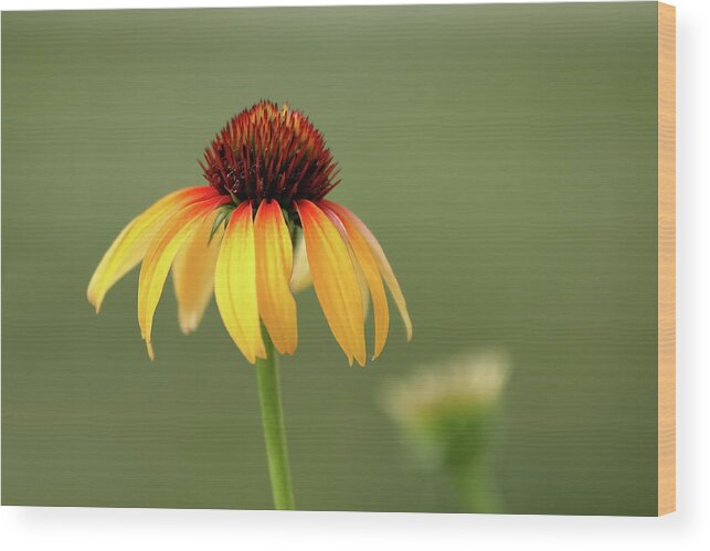 Coneflower Wood Print featuring the photograph Fiery Coneflower by Lens Art Photography By Larry Trager